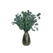 Silver Dollar Preserved Eucalyptus Green 8 Oz Bouquet