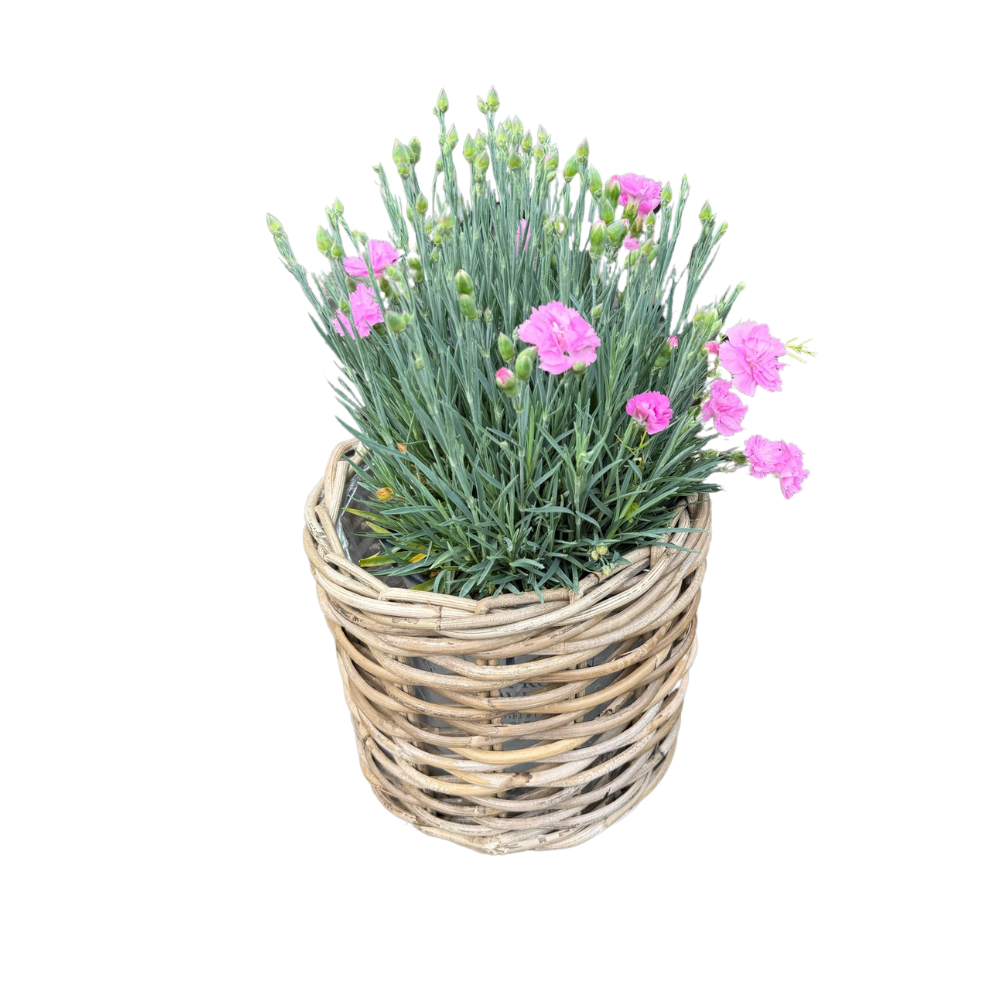 Rattan Planter Basket