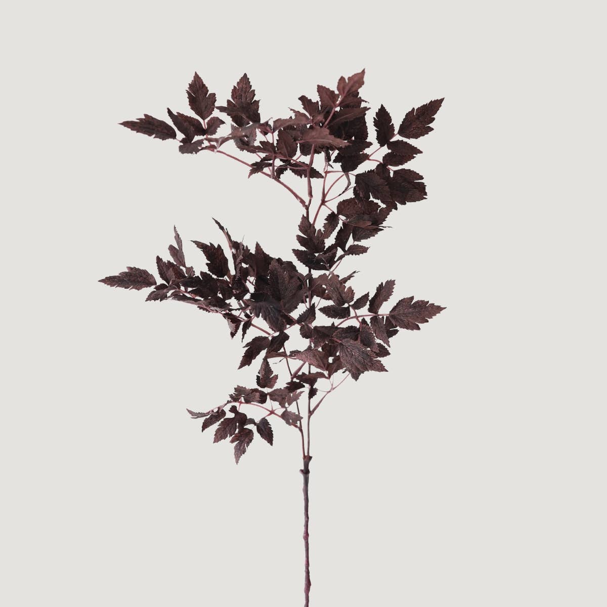 Plum Fake Cimicifuga Ramosa Leaves - 31