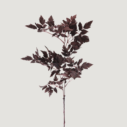 Plum Fake Cimicifuga Ramosa Leaves - 31