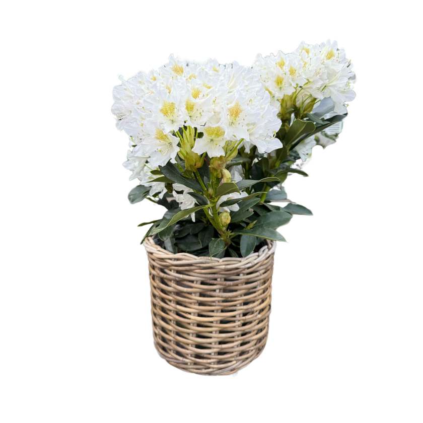 Rattan Planter Basket
