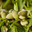 Nourishing Almond Lip Balm- 0.50 oz/15ml