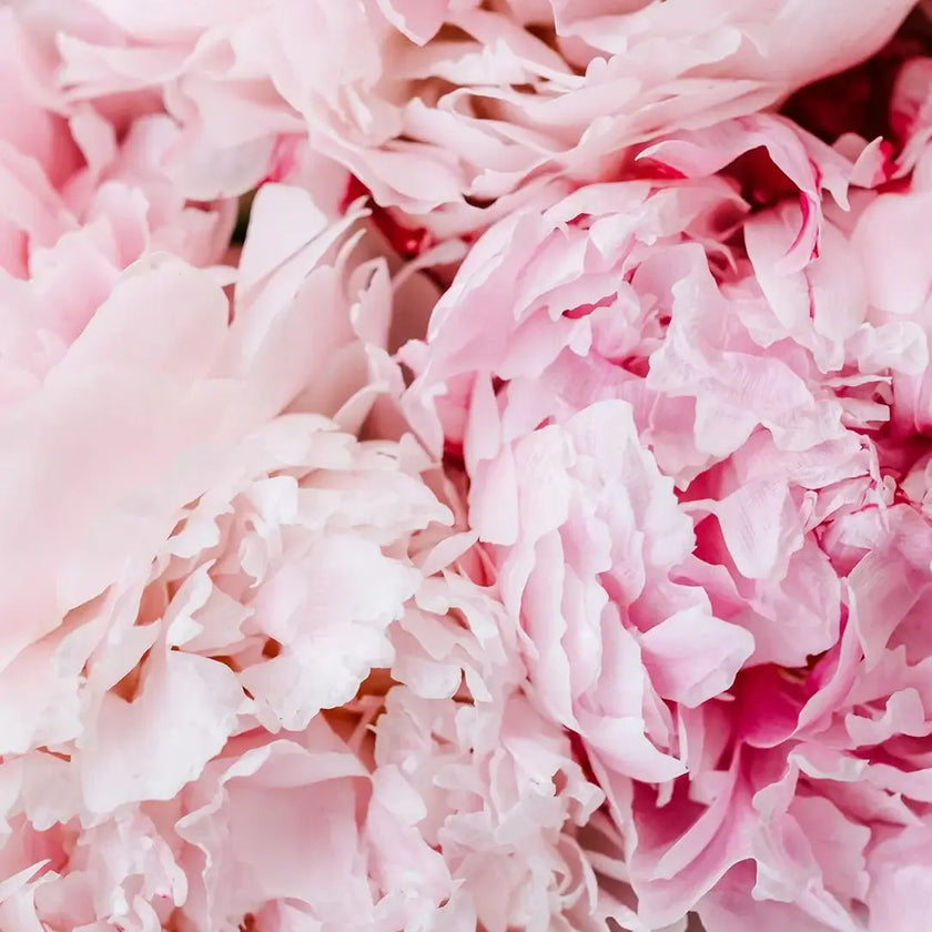 Radiant Peony Lip Balm 15 ml/0.50 floz