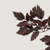 Plum Fake Cimicifuga Ramosa Leaves - 31