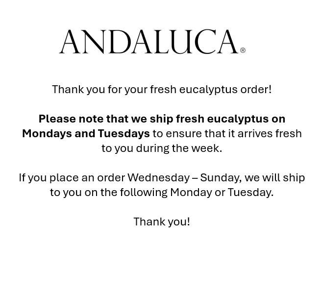 Fresh Baby Eucalyptus Pulverulenta 10 Stems Bunch