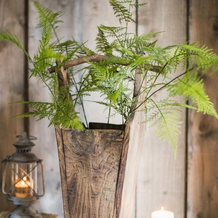 tall indoor fern plant Asparagus Fern Plant Stem 32" Tall: one stem – Hearth and Home Mercantile