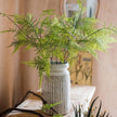 Asparagus Fern Plant Stem 32