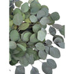 Silver Dollar Preserved Eucalyptus Green 8 Oz Bouquet