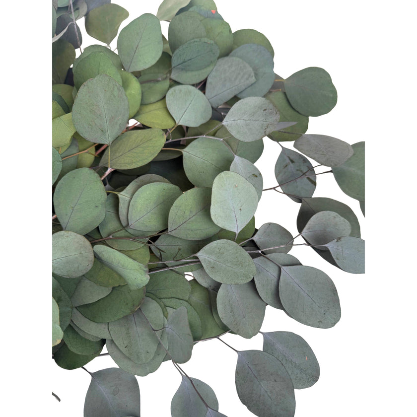 Silver Dollar Preserved Eucalyptus Green 8 Oz Bouquet