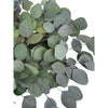Silver Dollar Preserved Eucalyptus Green 8 Oz Bouquet