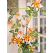 German Clematis Flower Stem in Orange 40