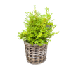 Rattan Planter Basket