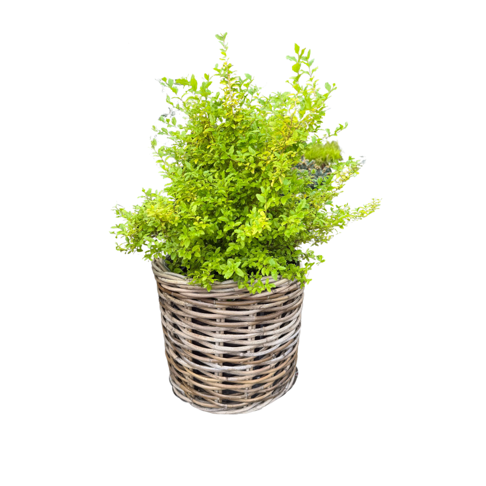 Rattan Planter Basket