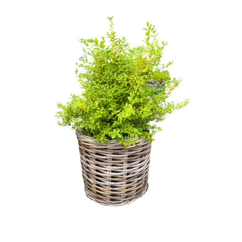Rattan Planter Basket