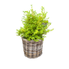 Rattan Planter Basket