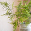 Asparagus Fern Plant Stem 32