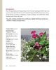 Bricks ‘n Blooms Guide / Beautiful & Easy Care Flower Garden