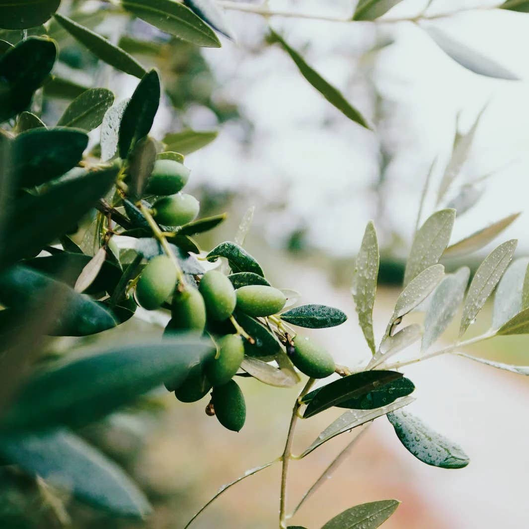 Limited Edition Olive Liquid Marseille Soap