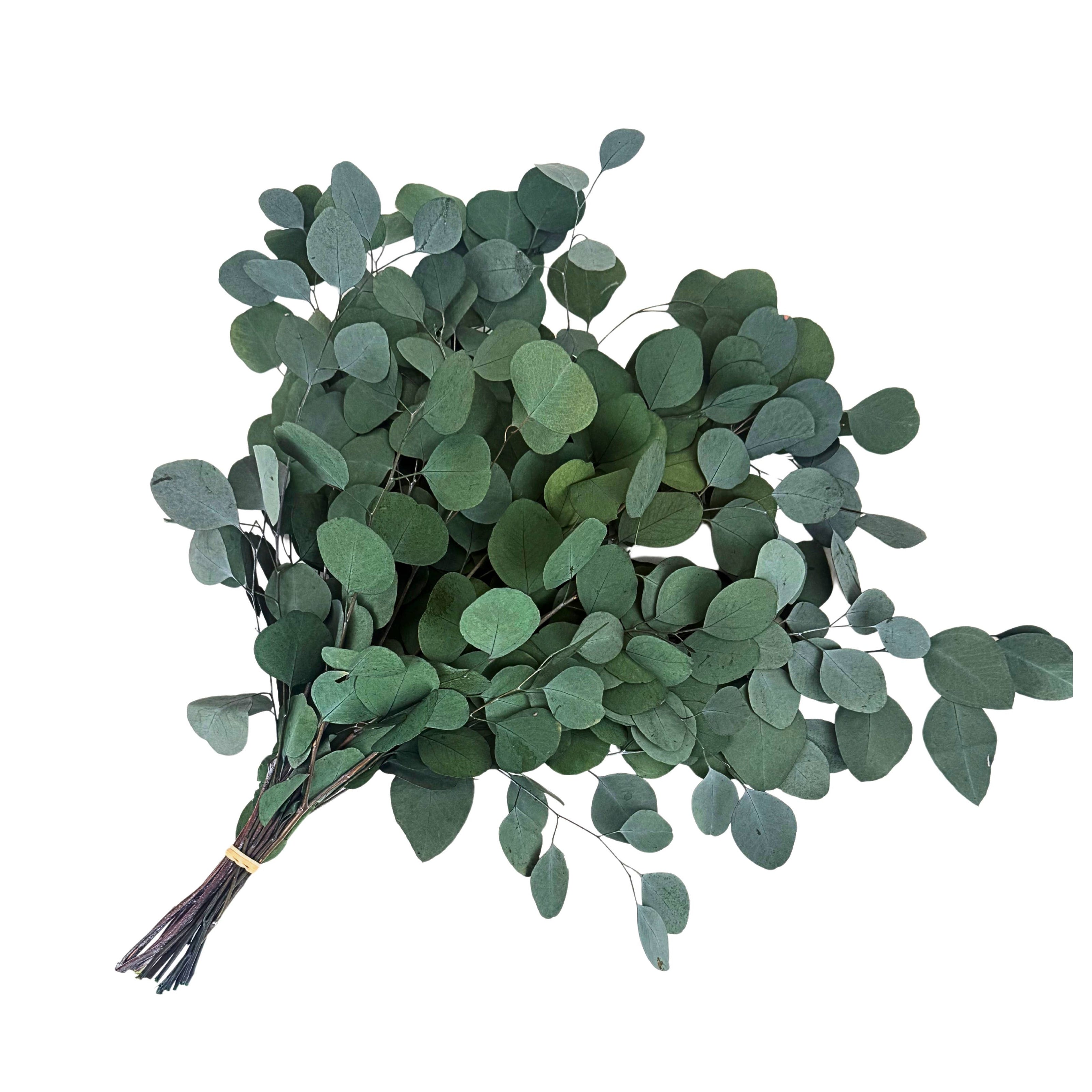 Silver Dollar Preserved Eucalyptus Green 8 Oz Bouquet