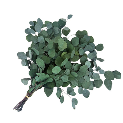 Silver Dollar Preserved Eucalyptus Green 8 Oz Bouquet