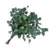 Silver Dollar Preserved Eucalyptus Green 8 Oz Bouquet