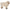 Sheep, standing, white