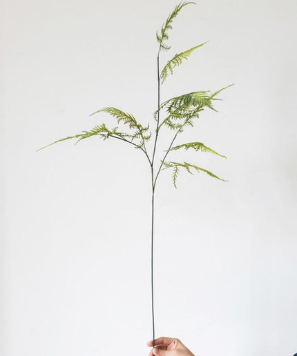 Asparagus Fern Plant Stem 32